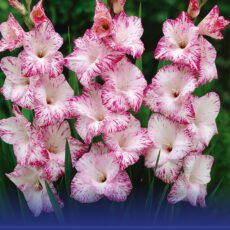8718641996980 1 Gladiolus My Love.jpg